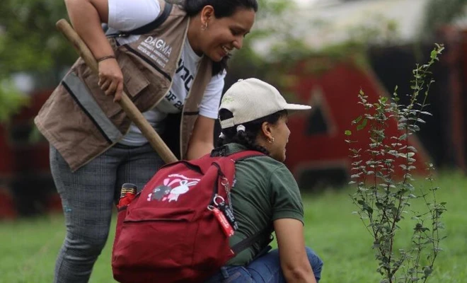Traslado de árboles en la calle 25 se realizará de forma concertada con la comunidad