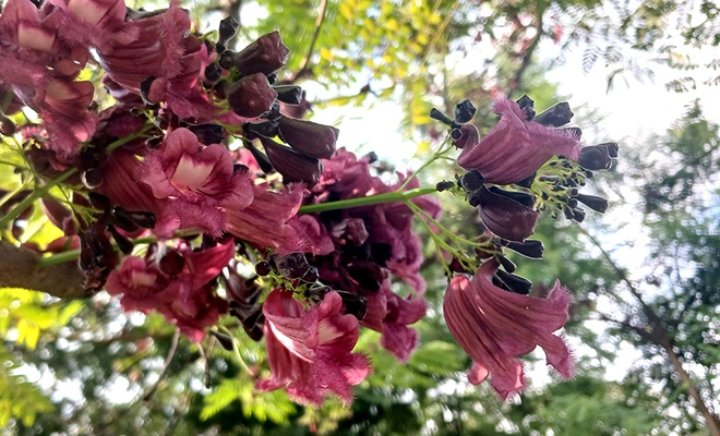Dagma desarrolla proceso que aumentará el número de la especie gualanday vino-tinto: una esperanza de color para Cali