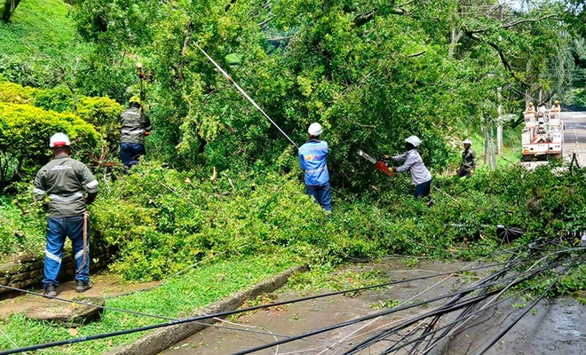 Avanza investigación por desgajamiento de rama de árbol que  afectó a un ciudadano