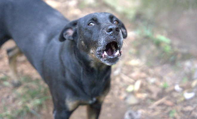 Centro de Bienestar Animal de Cali promueve empatía y educación para entender a los perros con ladridos excesivos