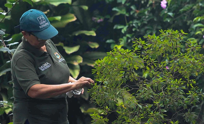 Con producción agroecológica y soluciones basadas en la naturaleza, Alcaldía impulsa el reverdecimiento de Cali