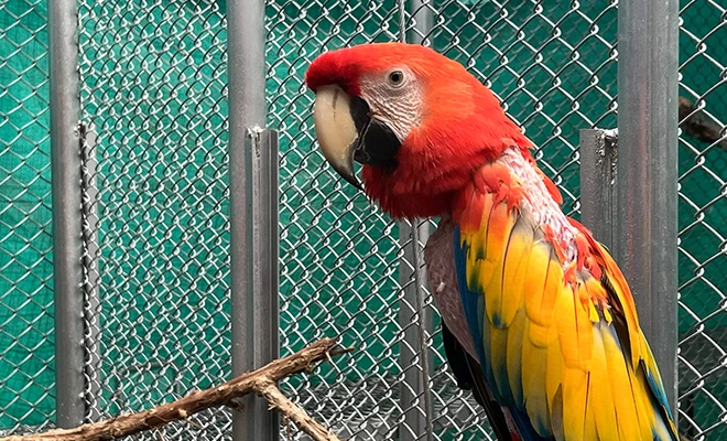El Dagma recuperó 41 animales silvestres y los envió de regreso  a su hábitat en Caquetá y Amazonas