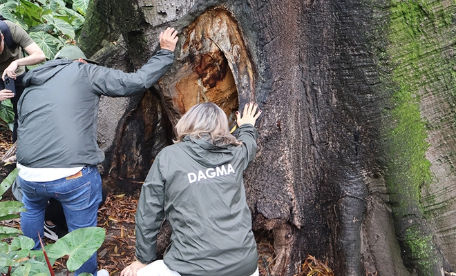 Dagma inicia intervención integral para recuperar la Ceiba legendaria del Bajo Aguacatal