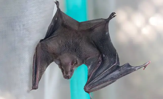Cali alberga al menos 18 especies de murciélagos: el Dagma hace un llamado a protegerlos y desmontar mitos