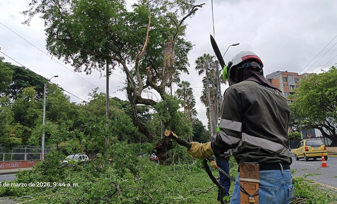 El Dagma aporta a la seguridad en el sur de Cali: se despejan cámaras de videovigilancia en la avenida Pasoancho