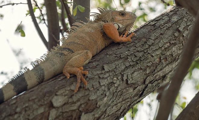 Dagma pide denunciar la extracción de fauna silvestre luego de incidente con una iguana