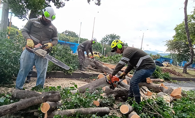 Se atendieron 17 emergencias por caída de árboles, tras vendaval en el norte de Cali