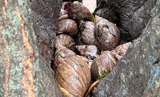 Unos 300 caracoles africanos fueron retirados de un parque en el barrio Guayacanes