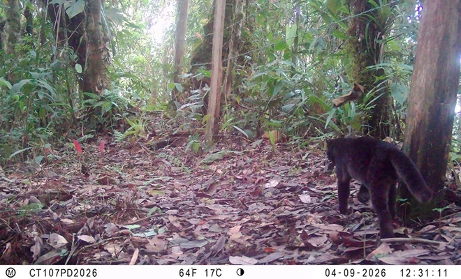 Cámaras trampa permitieron identificar, por primera vez, un tigrillo melánico en predios de conservación del Dagma