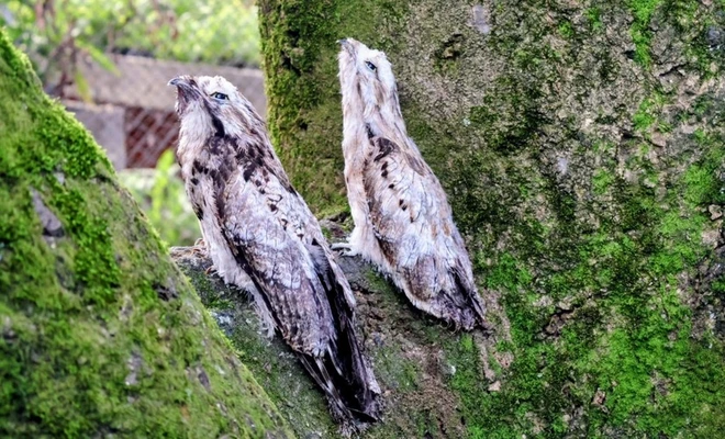 Cali se alista para el ‘Global Big Day 2026’ y reafirma su compromiso como ‘Ciudad de las Aves’