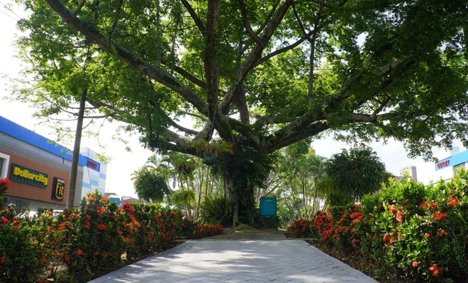Hacer de Cali una ciudad más segura y bonita: el compromiso adquirido por 28 nuevas empresas del programa ‘Adopción de Zonas Verdes’