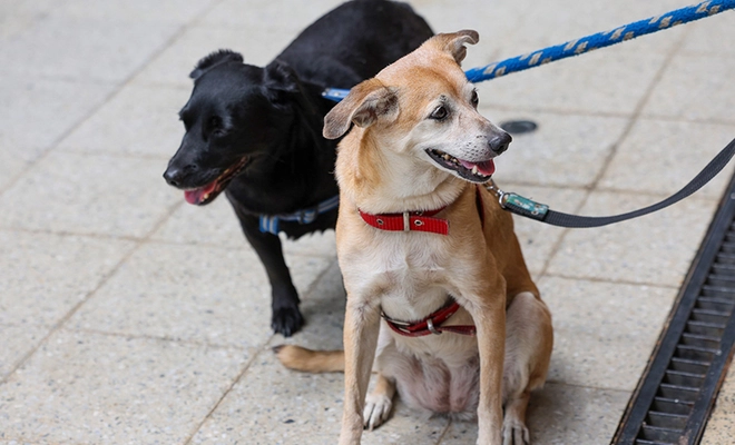 No más al abandono de animales domésticos en Cali: un llamado enfático desde el Centro de Bienestar Animal