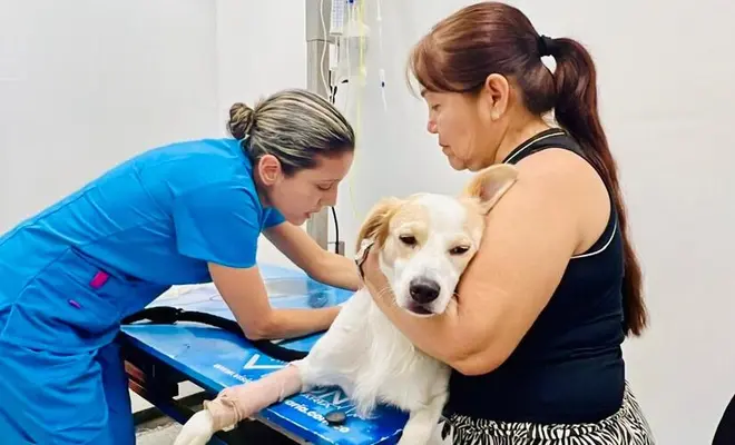 Fortalecen construcción de la Política Pública de Protección y Bienestar Animal, con participación ciudadana e interinstitucional