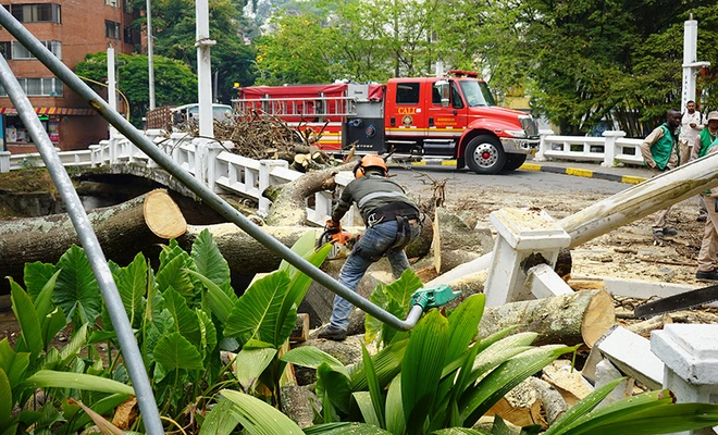 Distrito activa póliza de seguros tras caída de árbol en el puente del Gato de Tejada