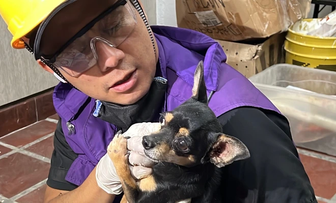 CBA centraliza atención de animales afectados por el sismo y fortalece la recepción de donaciones