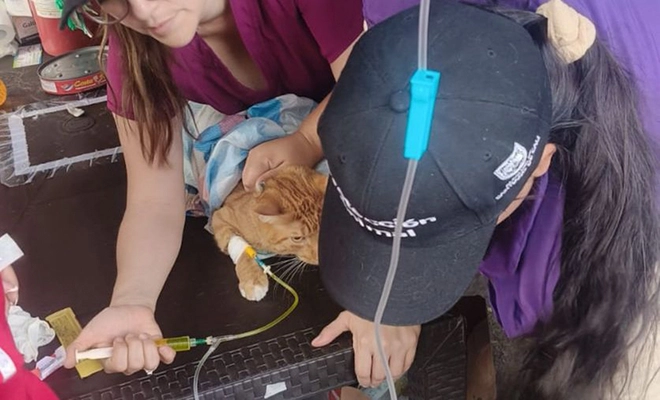 Protección animal fortalece la atención y el rescate de animales compañeros durante la emergencia en Cali
