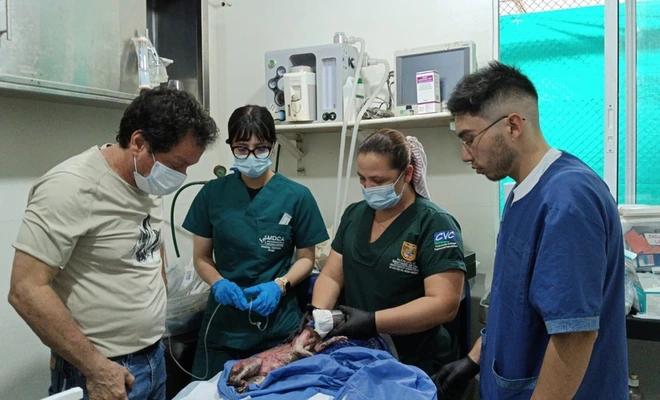 Cali protege a su fauna: Dagma entregó balance de la atención y recuperación de animales silvestre afectados por el incendio en el Cerro de La Bandera