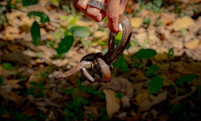 13 animales de fauna silvestre retornan a su hábitat natural en el Ecoparque de la Biodiversidad COP16