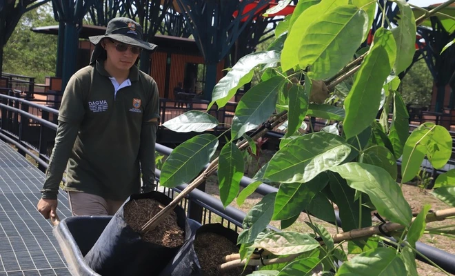El Parque de la Biodiversidad COP16 se transforma en santuario de vida: Cali rinde homenaje a las víctimas del sismo con la siembra de 156 guayacanes rosados