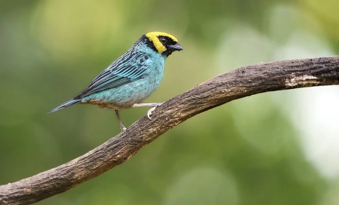 Cali se posiciona como la ciudad de las aves y abre nuevas puertas al turismo internacional
