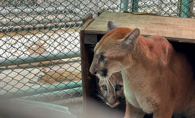 Gestión del Medio Ambiente atiende a dos pumas rescatados en el Cauca: avanza proceso de valoración para retorno a su hábitat