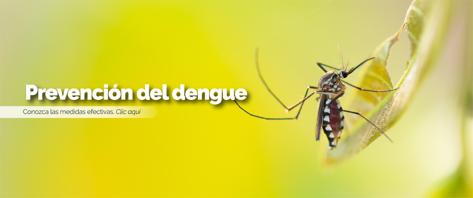 Salud Pública incrementa acciones para prevenir el dengue