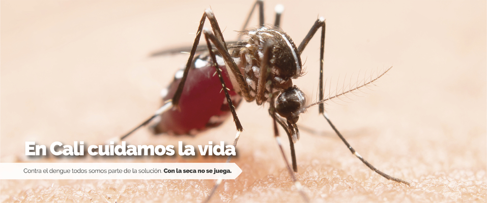 En Cali van más de 4.700 casos de dengue, recomendaciones de las autoridades.