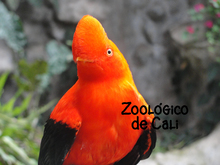 Zoologico de Cali
