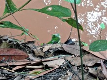 9 zarigüeyas y una iguana ya gozan de libertad, en su hábitat