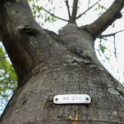 Con solo un número, caleños y caleñas pueden conocer la personalidad de sus árboles