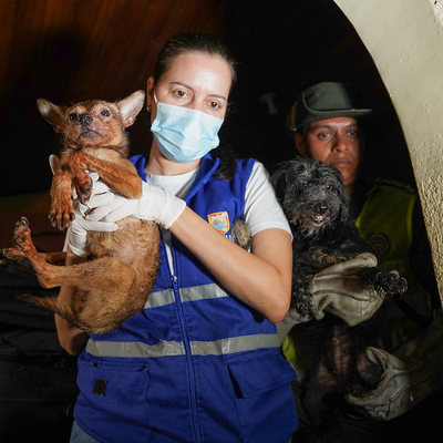 Allanan vivienda para rescatar animales víctimas de maltrato y abandono