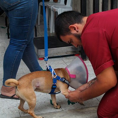 Unidad Administrativa Especial de Protección Animal realizó jornada de  esterilización en la Comuna 20 de Cali