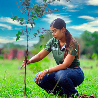Cali siembra para la COP 16 con una nueva estrategia de  seguridad arbórea
