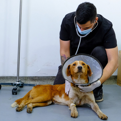 Centro de Bienestar Animal atiende a canino herido con arma de fuego