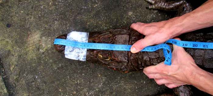 Reptil encontrado en Vía Cali-Jamundí no pertenece al Lago de La Babilla