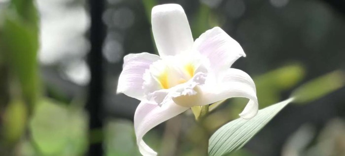 Orquídeas y bromelias decomisadas por Dagma serán exhibidas en el Zoológico y en el próximo Jardín Botánico de Cali