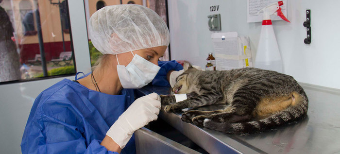 Clínicas veterinarias se benefician de mejora realizada al trámite de concepto sanitario