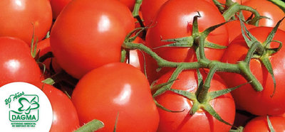 Cultivar tomate