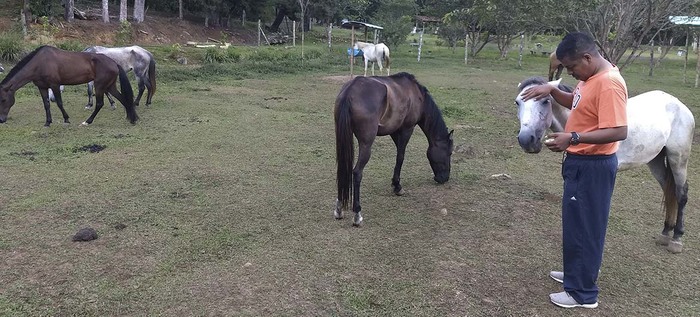 22 caballos decomisados por maltrato en Cali, se recuperan bajo el cuidado de la Secretaría de Salud