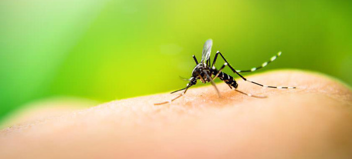 Ante el aumento del dengue, lo mejor es prevenir