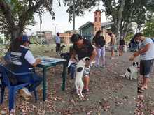 Continúan Jornadas de vacunación antirrábica para caninos y felinos