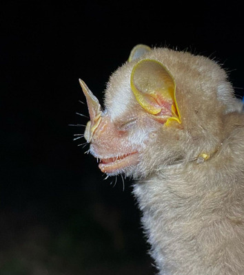 Nueva especie de murciélago avistada en ‘Corazón de Pance’