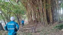 Dagma realizó mantenimiento arbóreo en jornada de prevención contra el dengue 