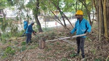 Dagma realizó mantenimiento arbóreo en jornada de prevención contra el dengue 