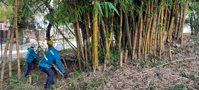 Dagma realizó mantenimiento arbóreo en jornada de prevención contra el dengue